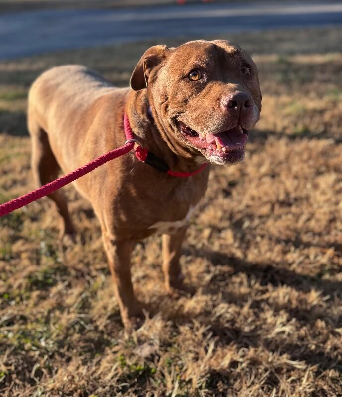 Enlarge Shelby, a Adoptable mixed breed in Disputanta, VA image 4/5