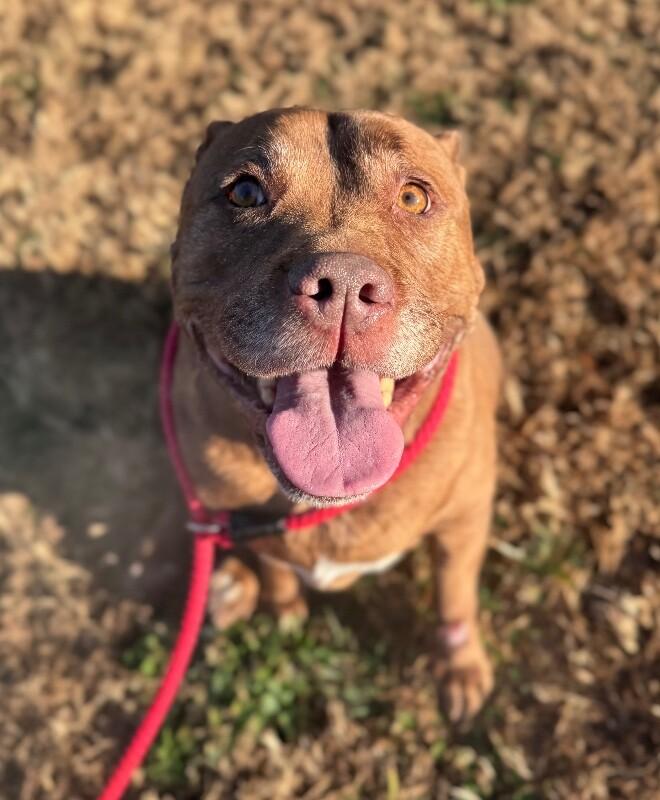 Enlarge Shelby, a Adoptable mixed breed in Disputanta, VA image 5/5