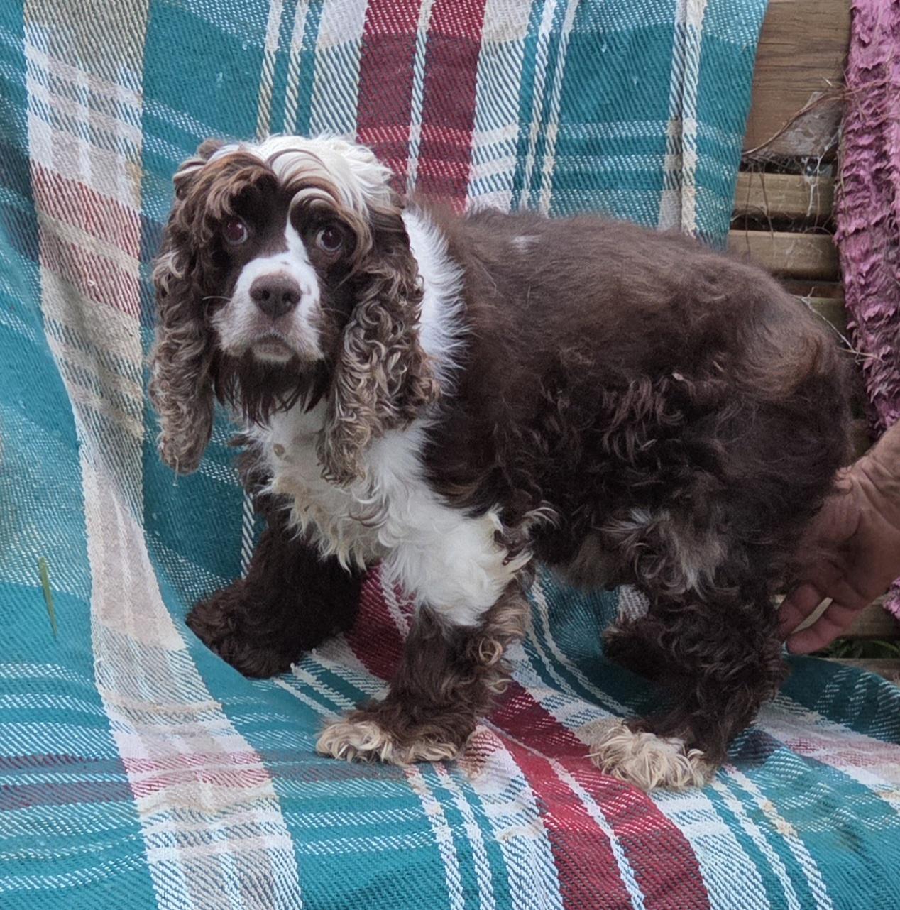 Enlarge CHANEL (sha-nell), a ADOPTABLE Cocker Spaniel in Woodsfield, OH image 1/1