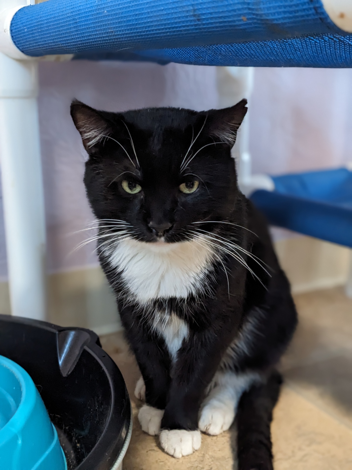 Cat for adoption Dunlap , a Tuxedo & Domestic Short Hair Mix in