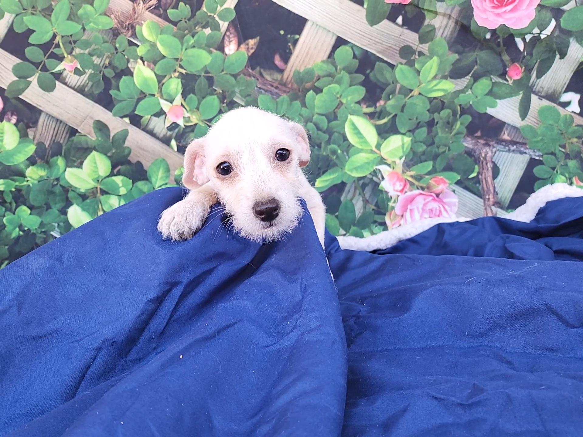 Enlarge Rio, a Adoptable mixed breed in Bakersfield, CA image 3/6