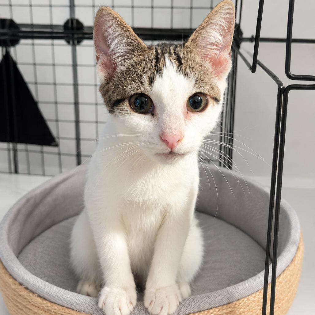 Mochi, Adoptable, Kitten Male Domestic Short Hair.