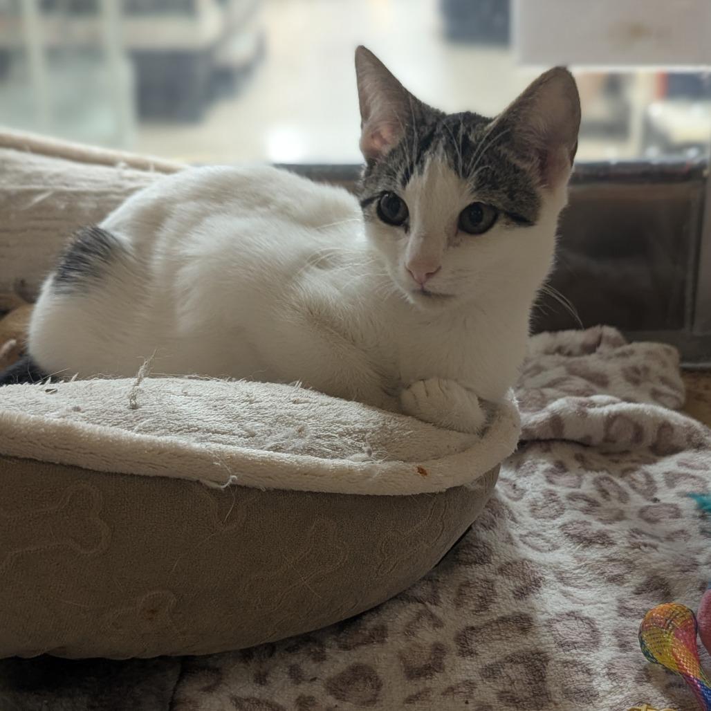 Enlarge Mochi, a Adoptable Domestic Short Hair in Medford, NJ image 2/3