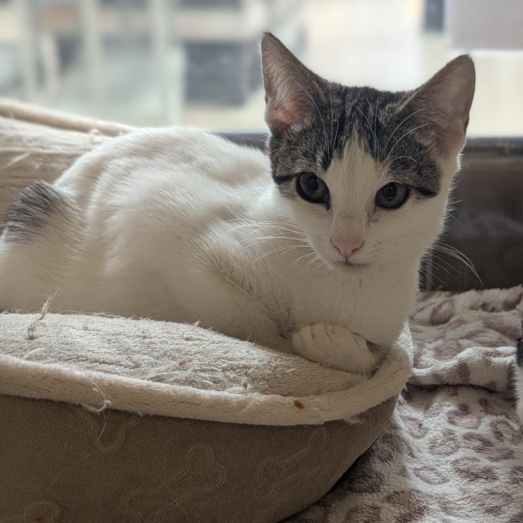 Enlarge Mochi, a Adoptable Domestic Short Hair in Medford, NJ image 3/3