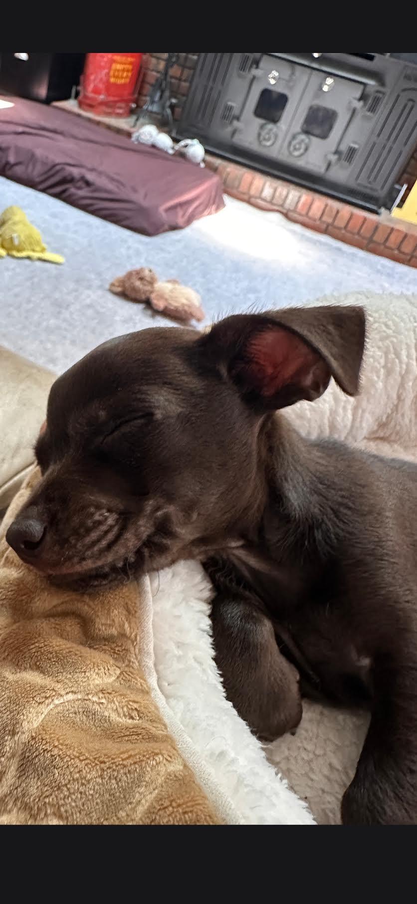 Jakk, a ADOPTABLE mixed breed in Cumming, GA image 4/5