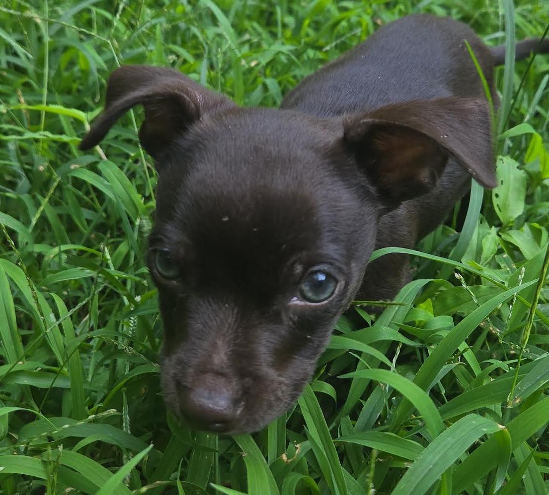 Jakk, a ADOPTABLE mixed breed in Cumming, GA image 1/5