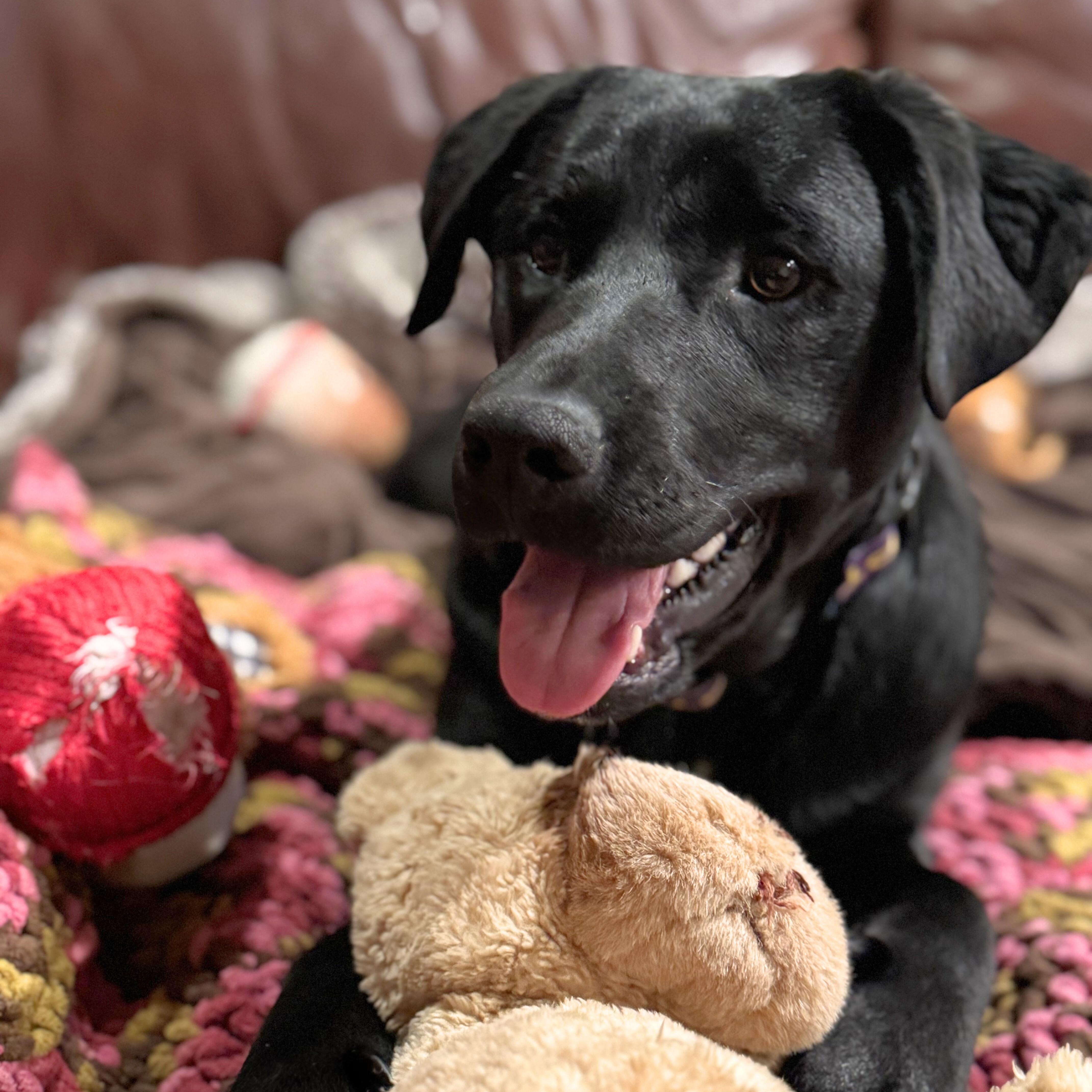 Enlarge Indie, a ADOPTABLE mixed breed in Chatham, NJ image 3/6