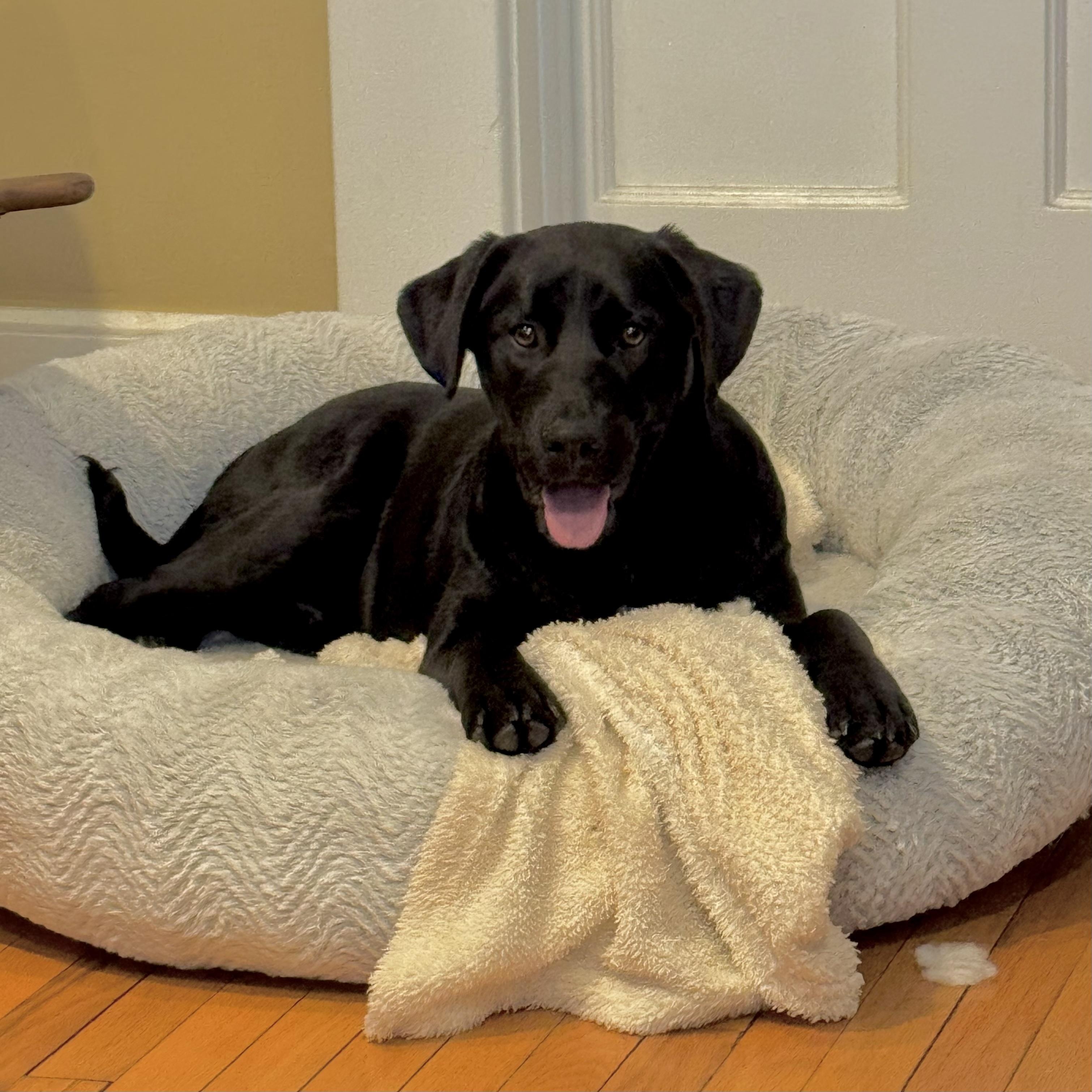 Enlarge Indie, a ADOPTABLE mixed breed in Chatham, NJ image 4/6