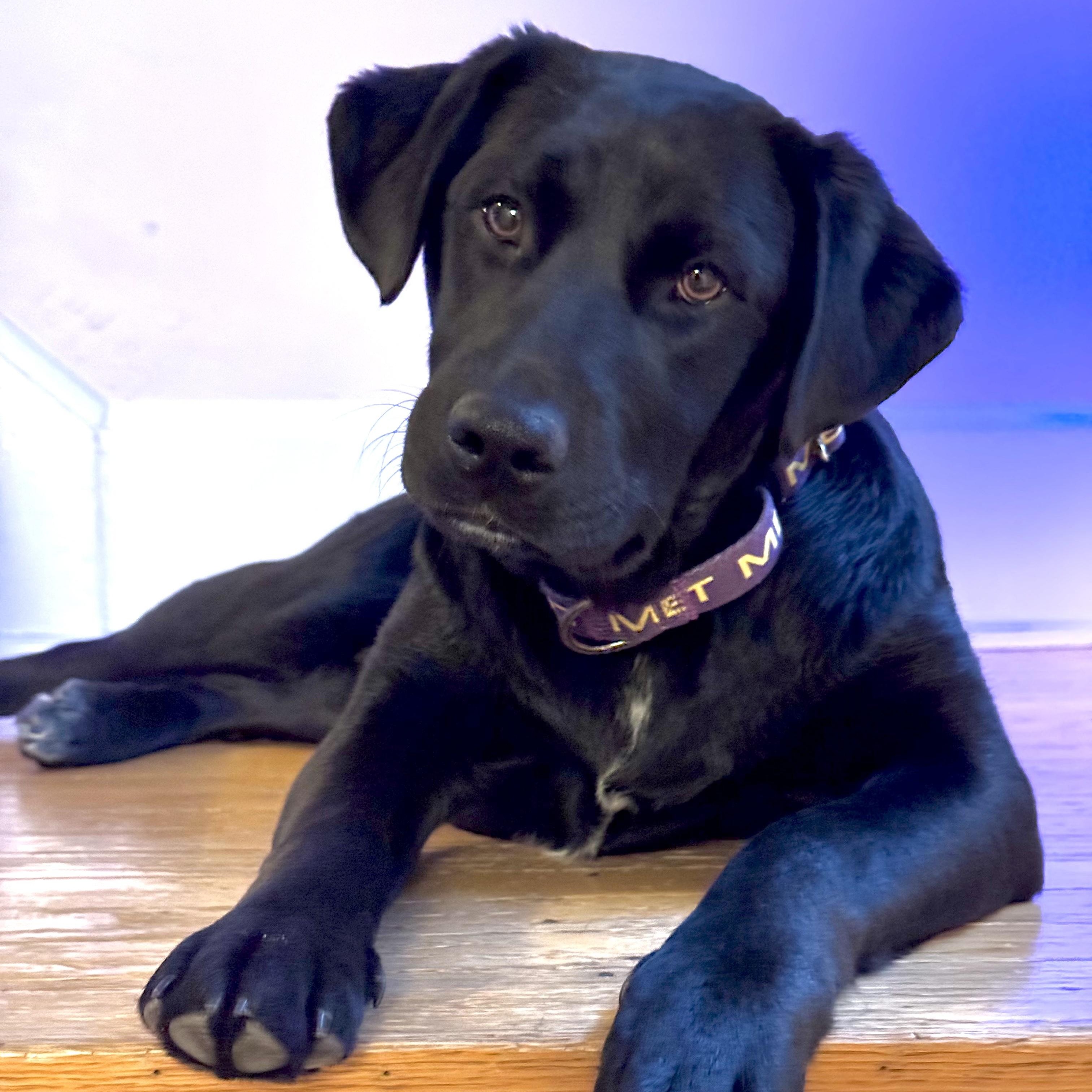 Enlarge Indie, a ADOPTABLE mixed breed in Chatham, NJ image 6/6