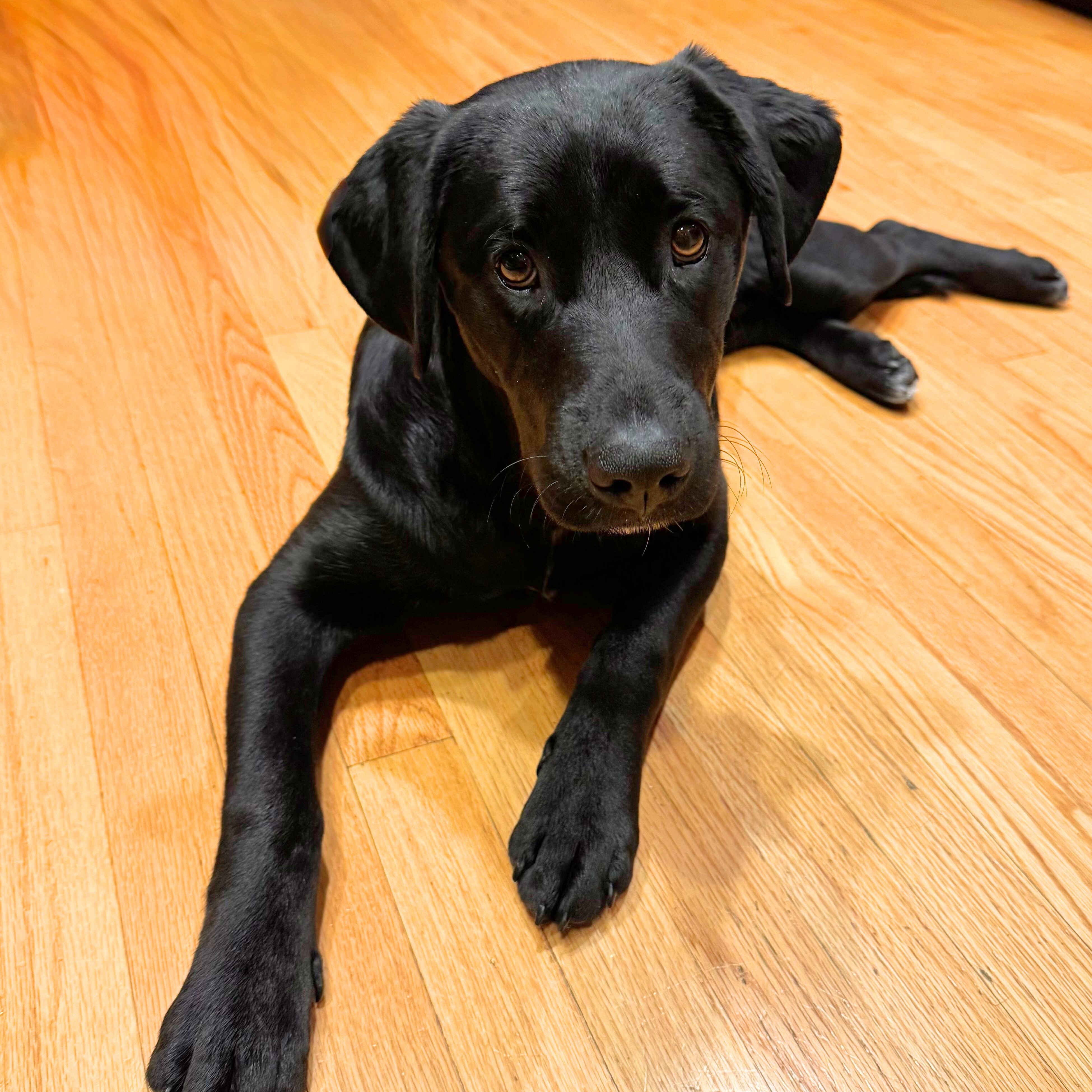 Enlarge Indie, a ADOPTABLE mixed breed in Chatham, NJ image 2/6