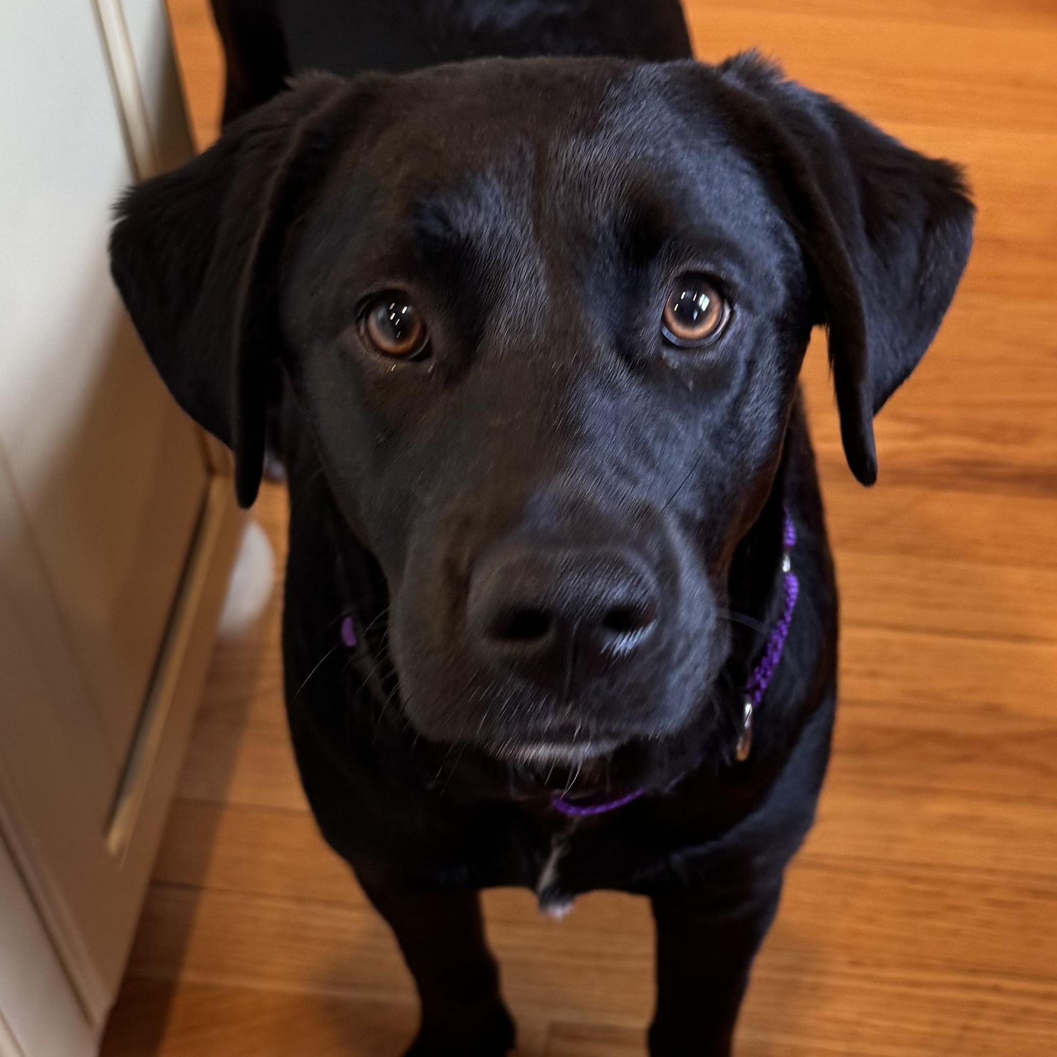 Indie, ADOPTABLE, Puppy Female Labrador Retriever.