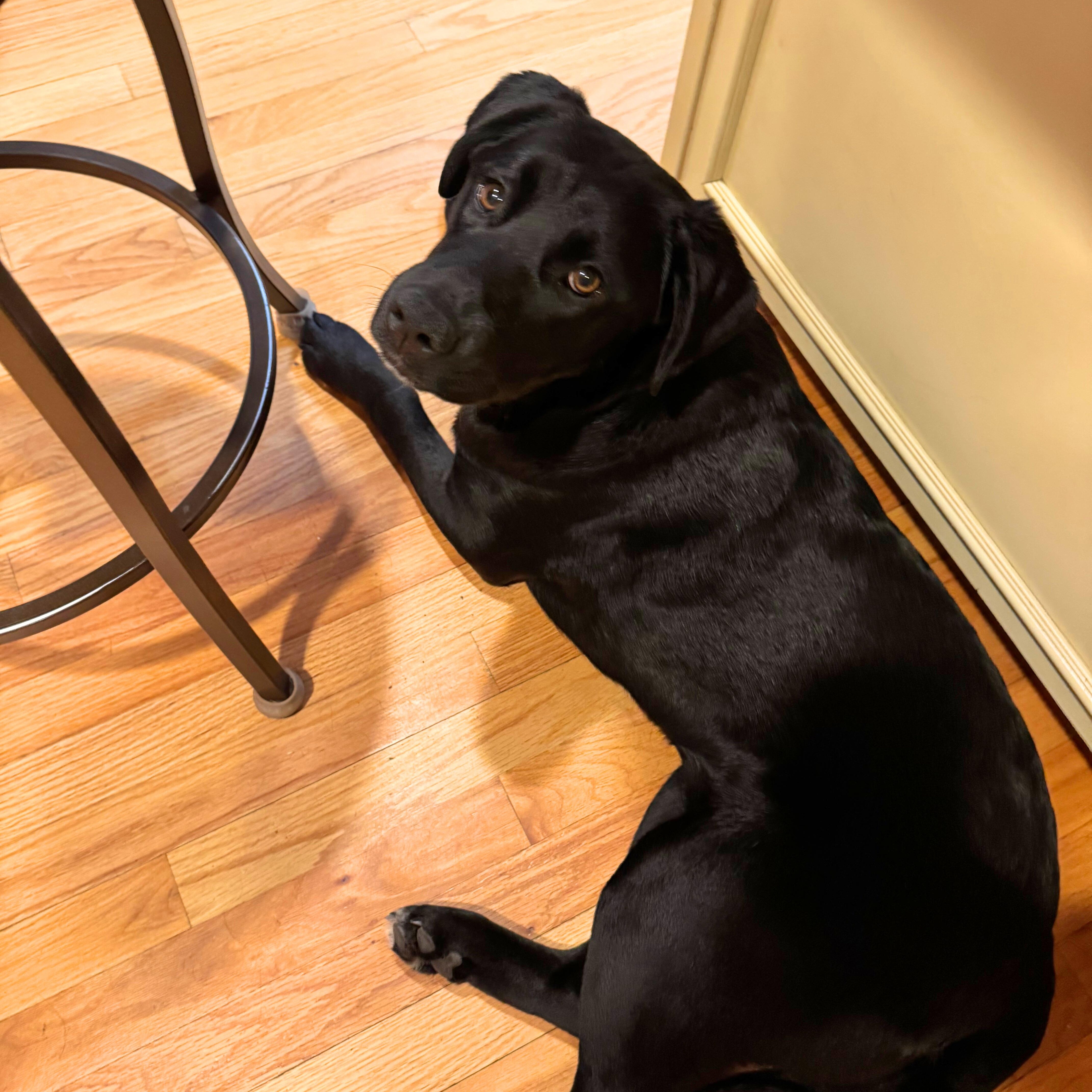 Enlarge Indie, a ADOPTABLE mixed breed in Chatham, NJ image 5/6