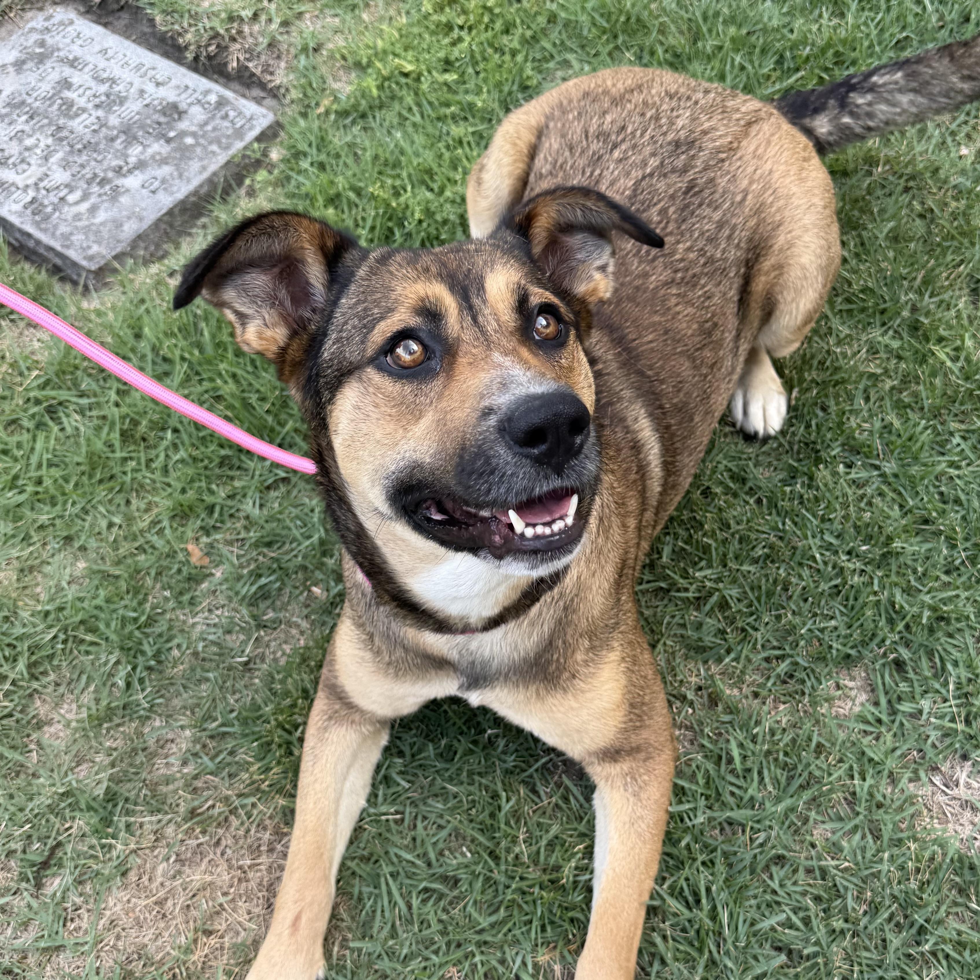 Enlarge Mona, a Adoptable mixed breed in Boothbay, ME image 3/6