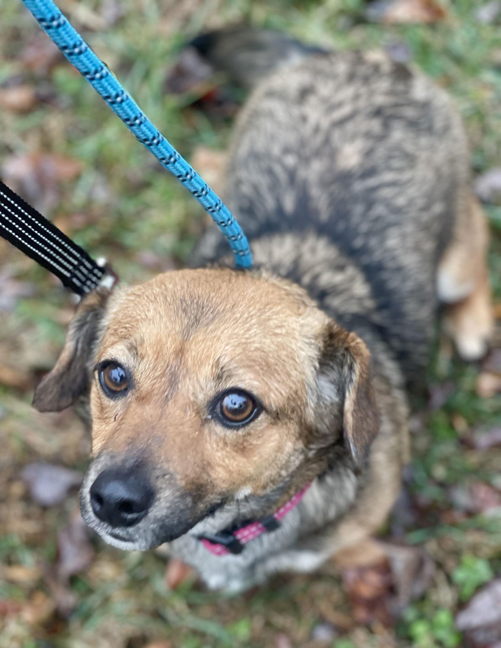 Enlarge Teo, a Adoptable mixed breed in Blackwood, NJ image 1/3