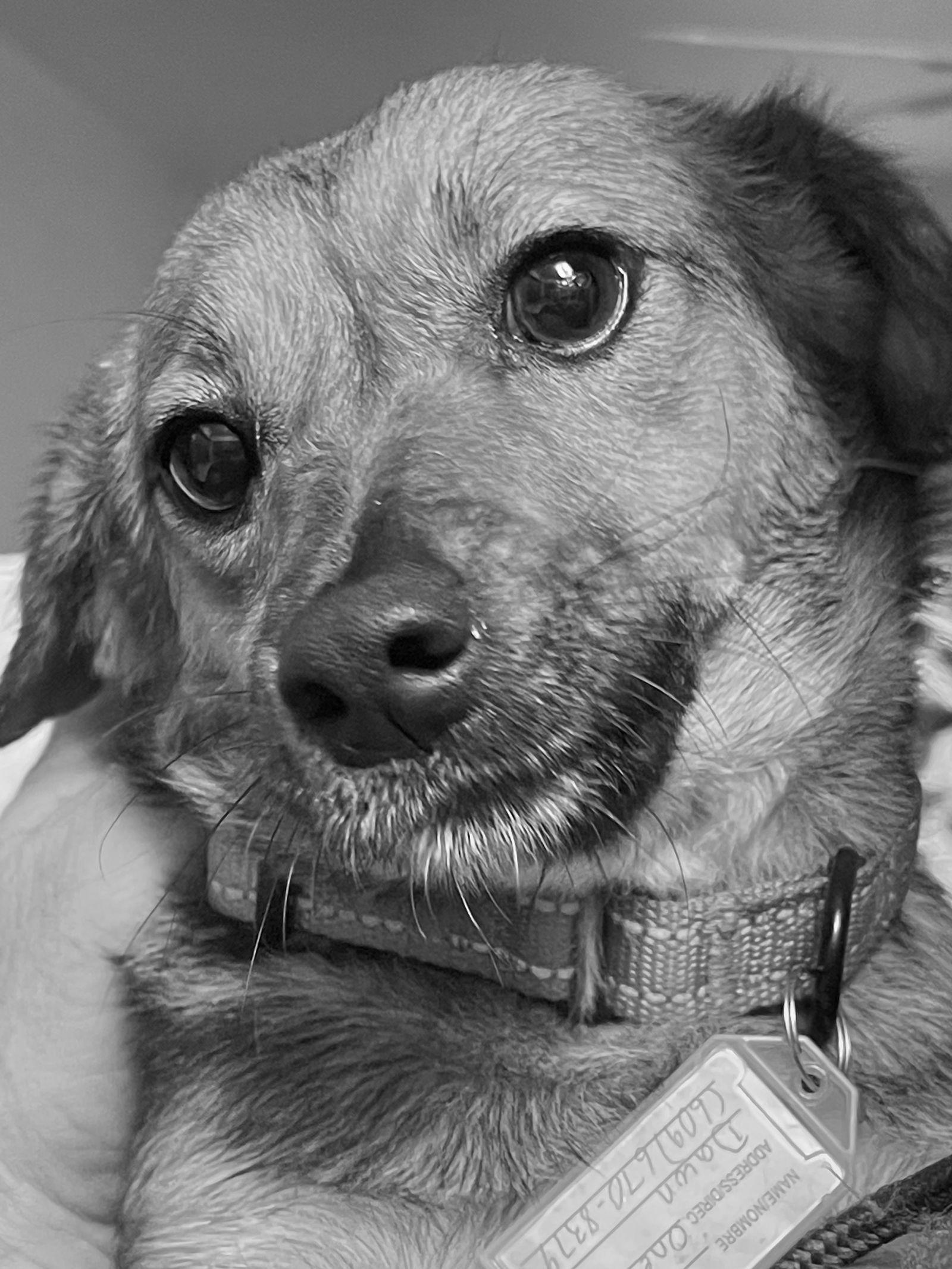 Enlarge Teo, a Adoptable mixed breed in Blackwood, NJ image 3/3