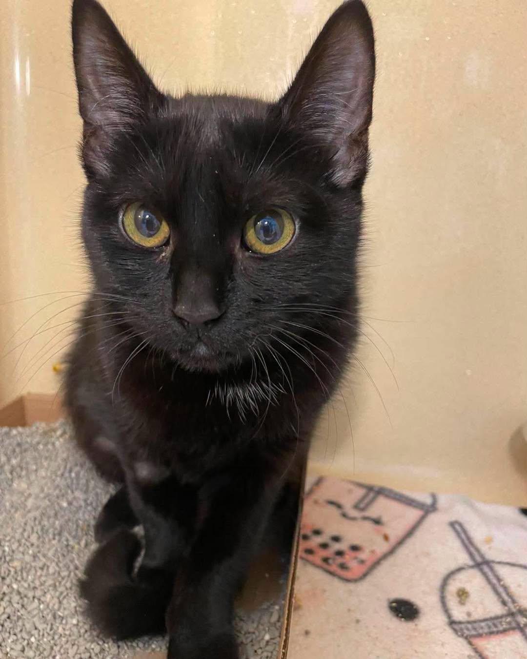 Veronica, ADOPTABLE, Young Female Domestic Short Hair.