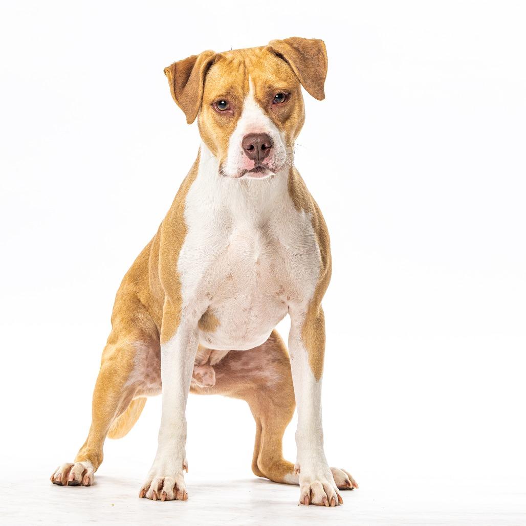 Enlarge Gigli, a Adoptable Pit Bull Terrier in Reno, NV image 1/3