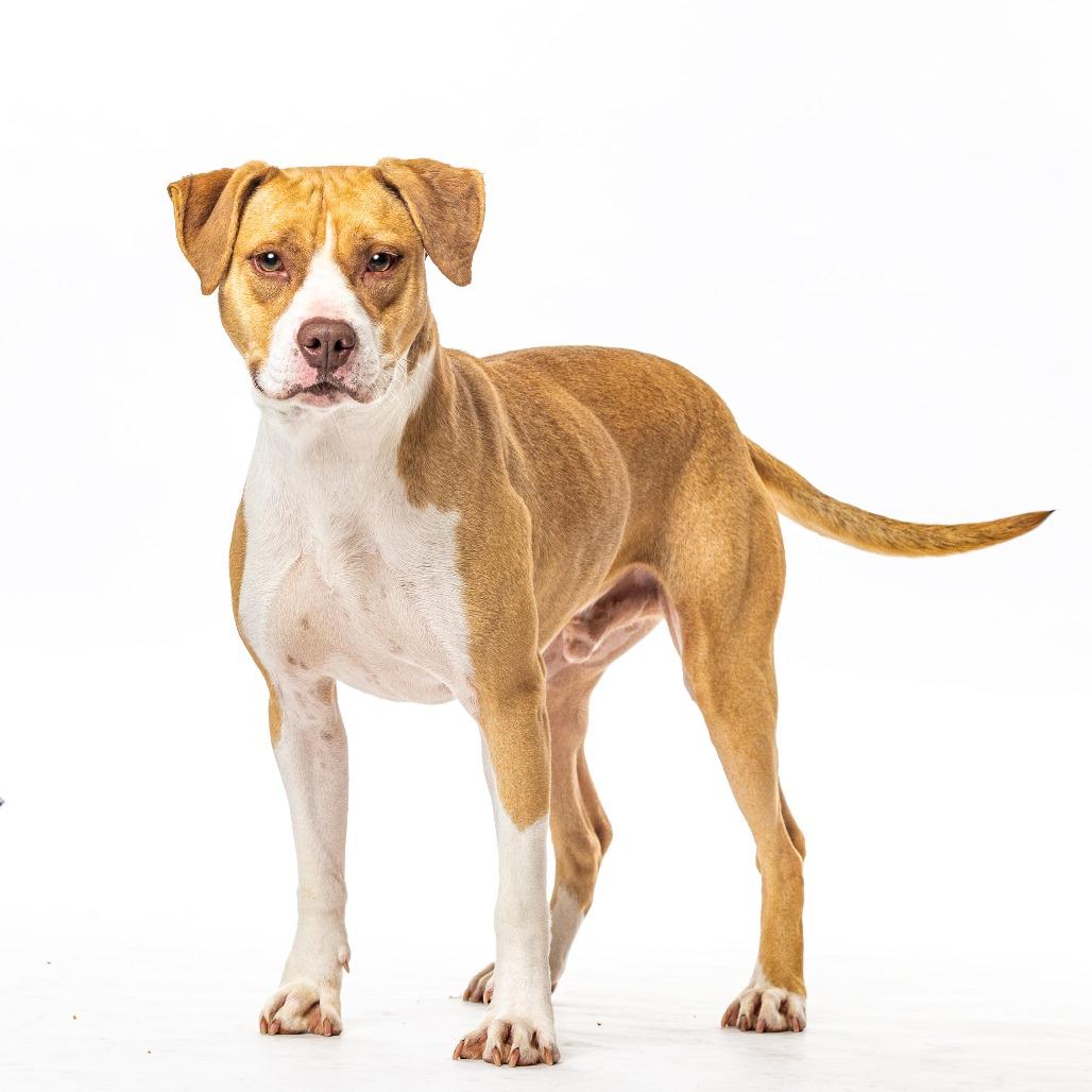Enlarge Gigli, a Adoptable Pit Bull Terrier in Reno, NV image 2/3