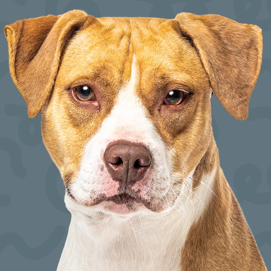 Enlarge Gigli, a Adoptable Pit Bull Terrier in Reno, NV image 3/3