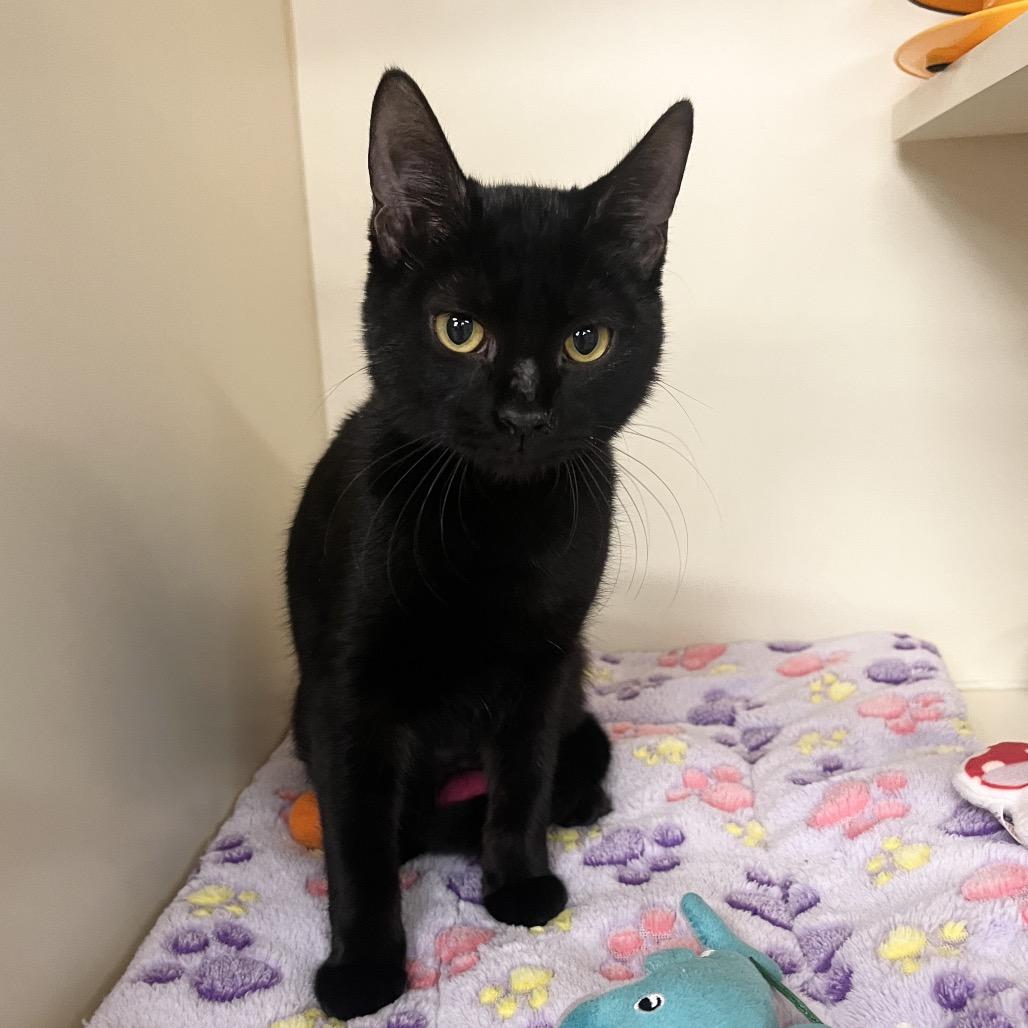 Slinky, Adoptable, Kitten Female Domestic Short Hair.