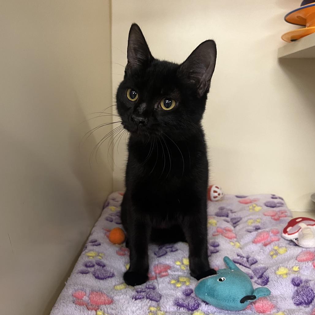 Slinky, a Adoptable Domestic Short Hair in Hinsdale, IL image 2/2