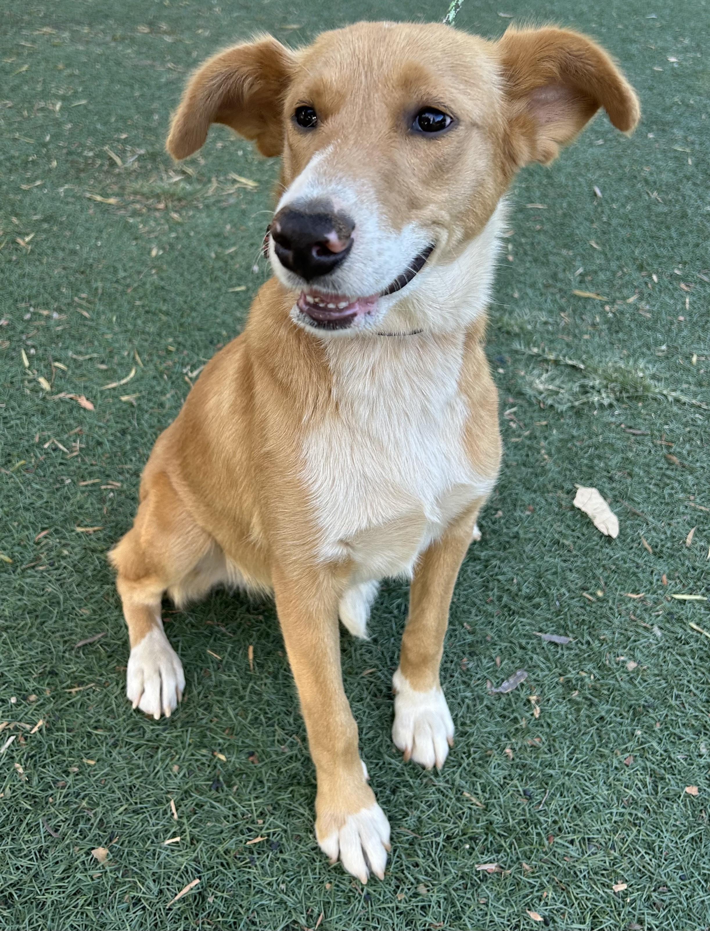 TINA, ADOPTABLE, Young Female Carolina Dog.