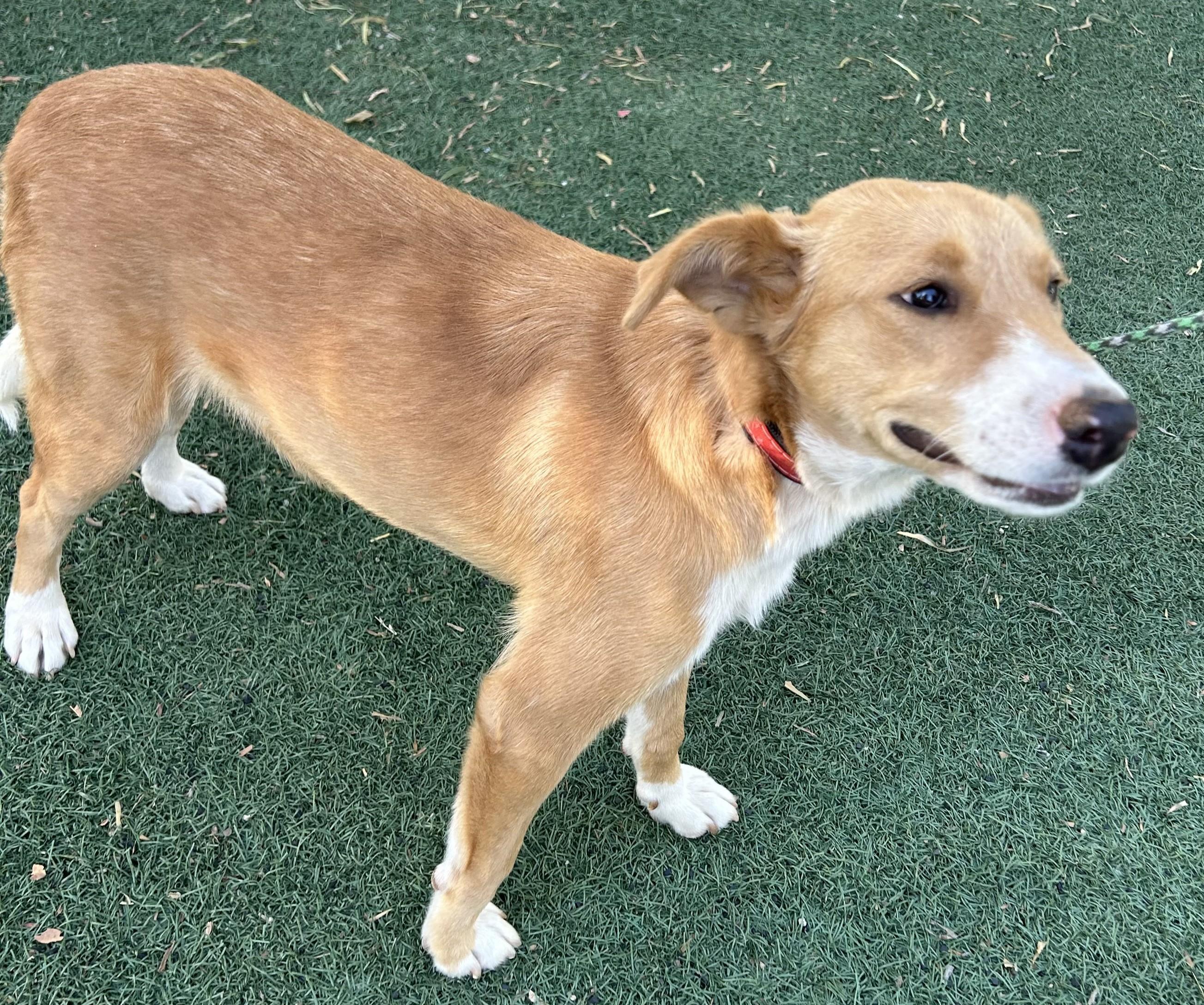 Enlarge TINA, a ADOPTABLE mixed breed in Bell Gardens, CA image 5/5