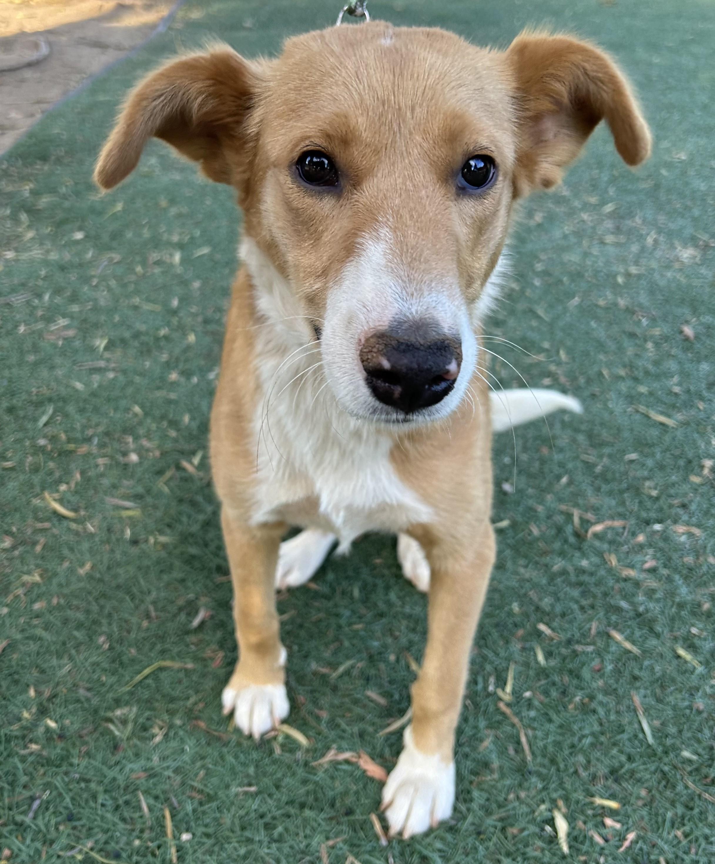 Enlarge TINA, a ADOPTABLE mixed breed in Bell Gardens, CA image 4/5