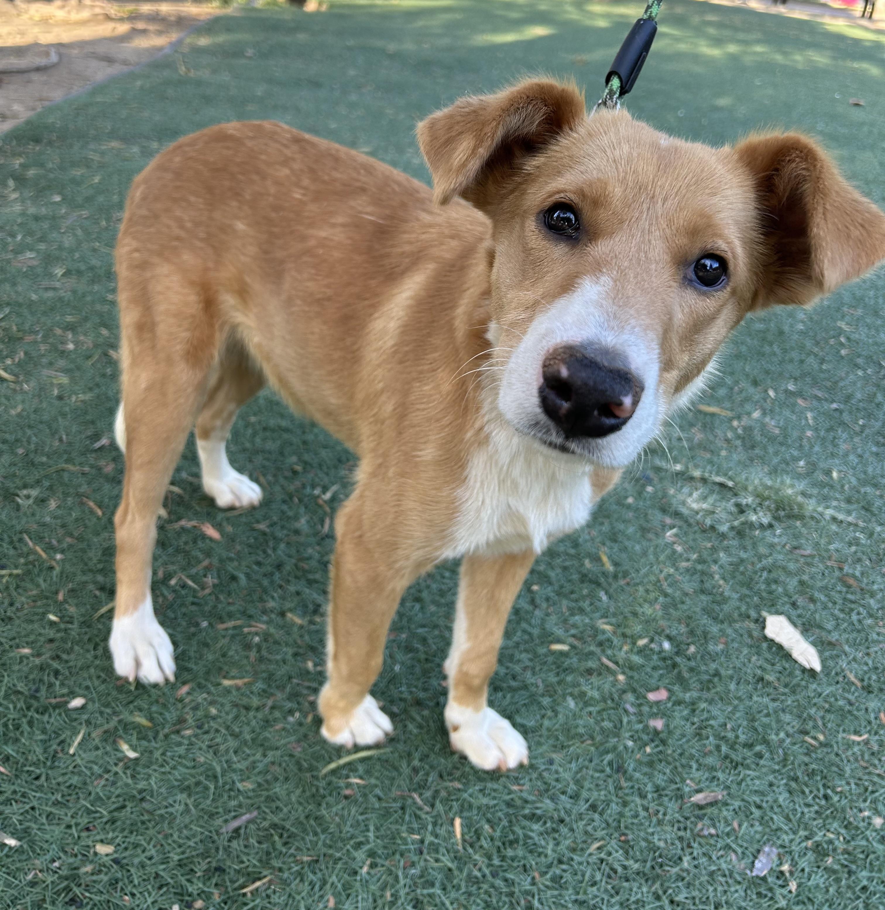 Enlarge TINA, a ADOPTABLE mixed breed in Bell Gardens, CA image 2/5