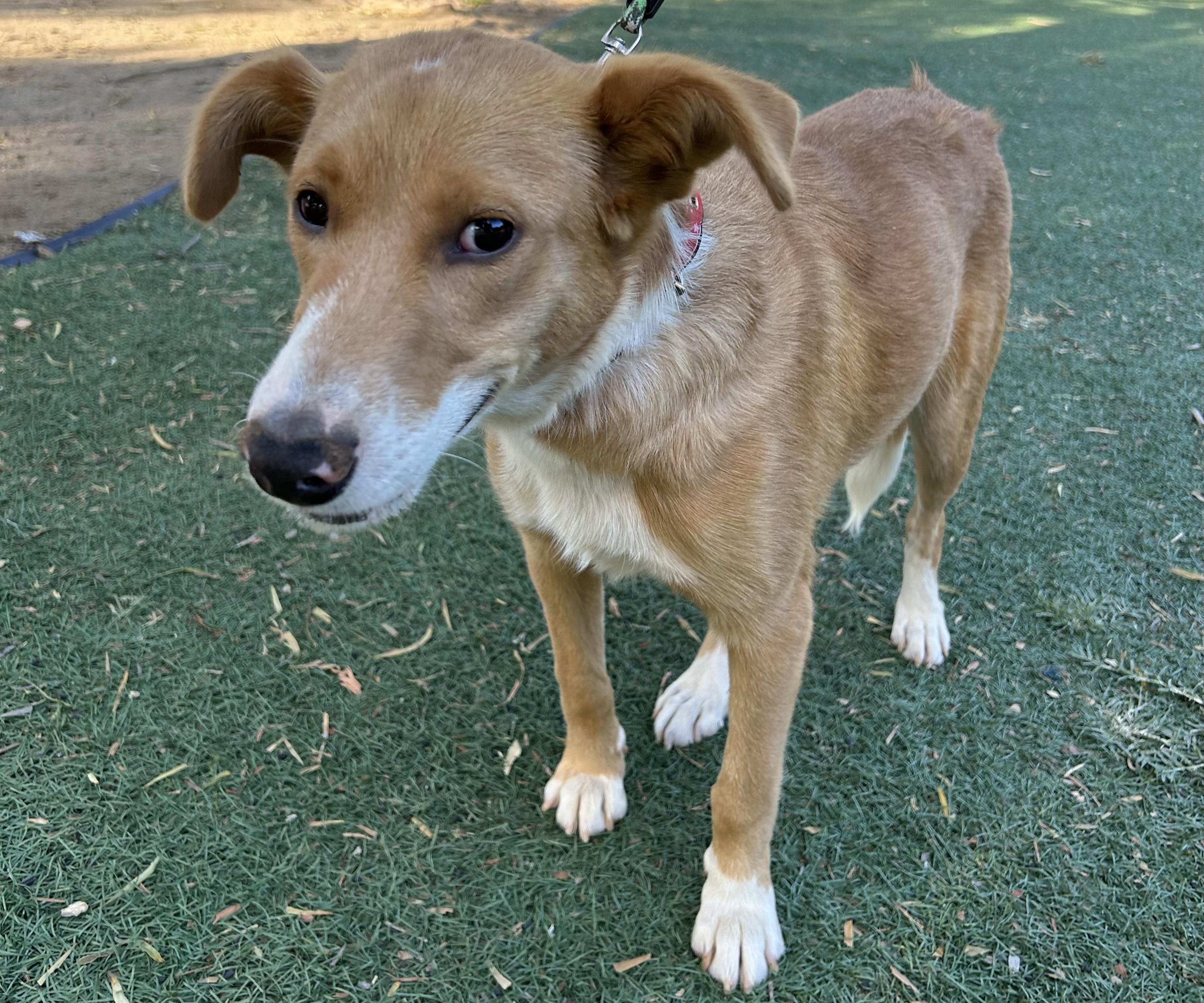 Enlarge TINA, a ADOPTABLE mixed breed in Bell Gardens, CA image 3/5