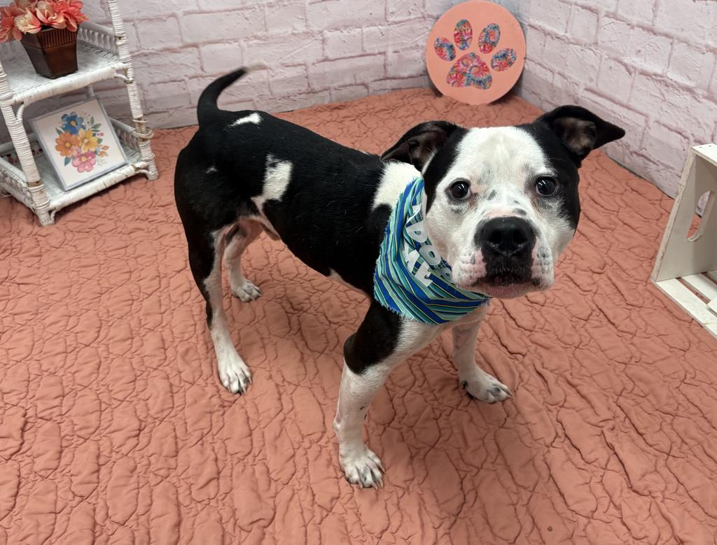 Clang, Adoptable, Adult Male American Bulldog & Mixed Breed.