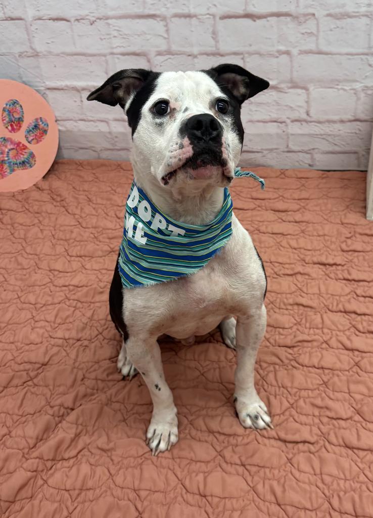 Enlarge Clang, a Adoptable mixed breed in Detroit, MI image 2/6
