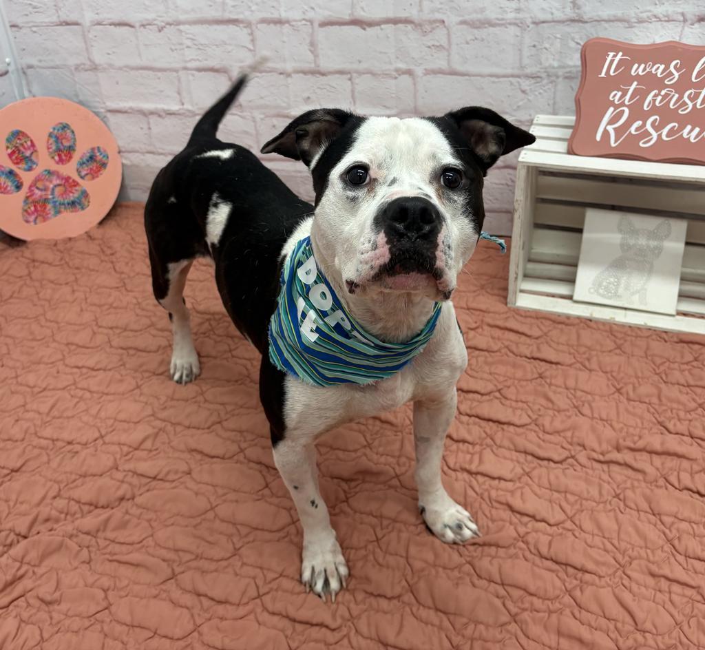 Enlarge Clang, a Adoptable mixed breed in Detroit, MI image 3/6