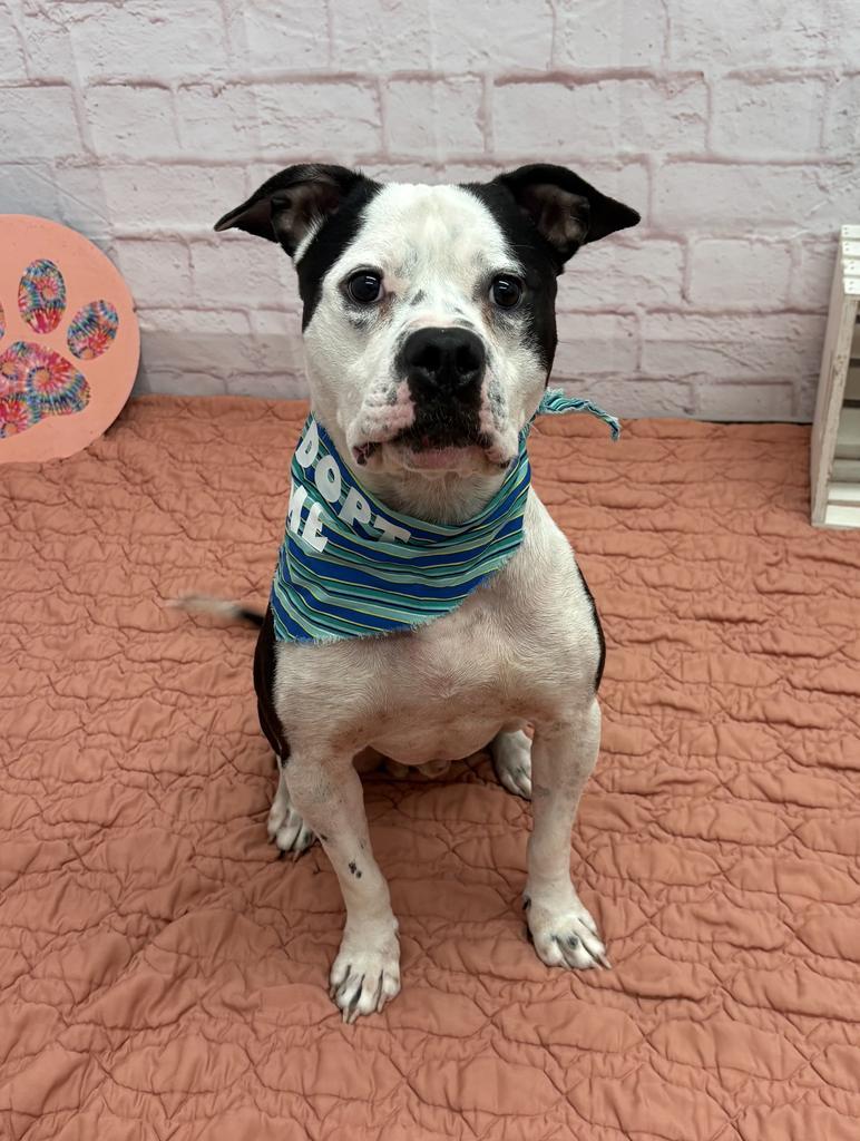 Enlarge Clang, a Adoptable mixed breed in Detroit, MI image 4/6