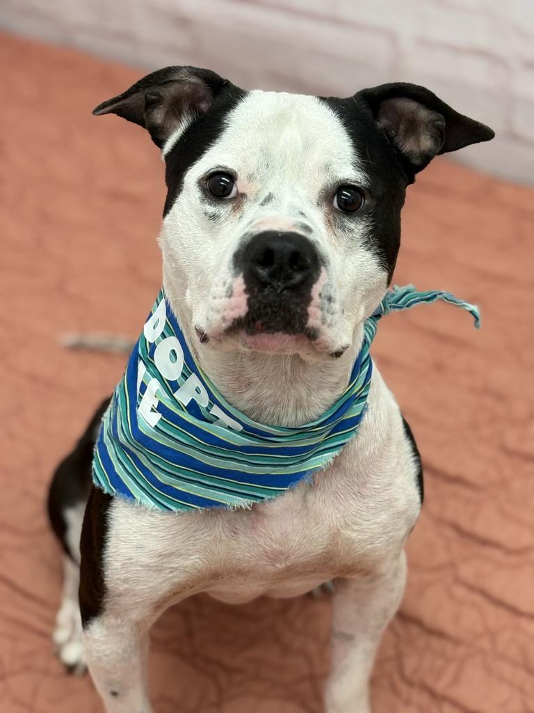 Enlarge Clang, a Adoptable mixed breed in Detroit, MI image 5/6