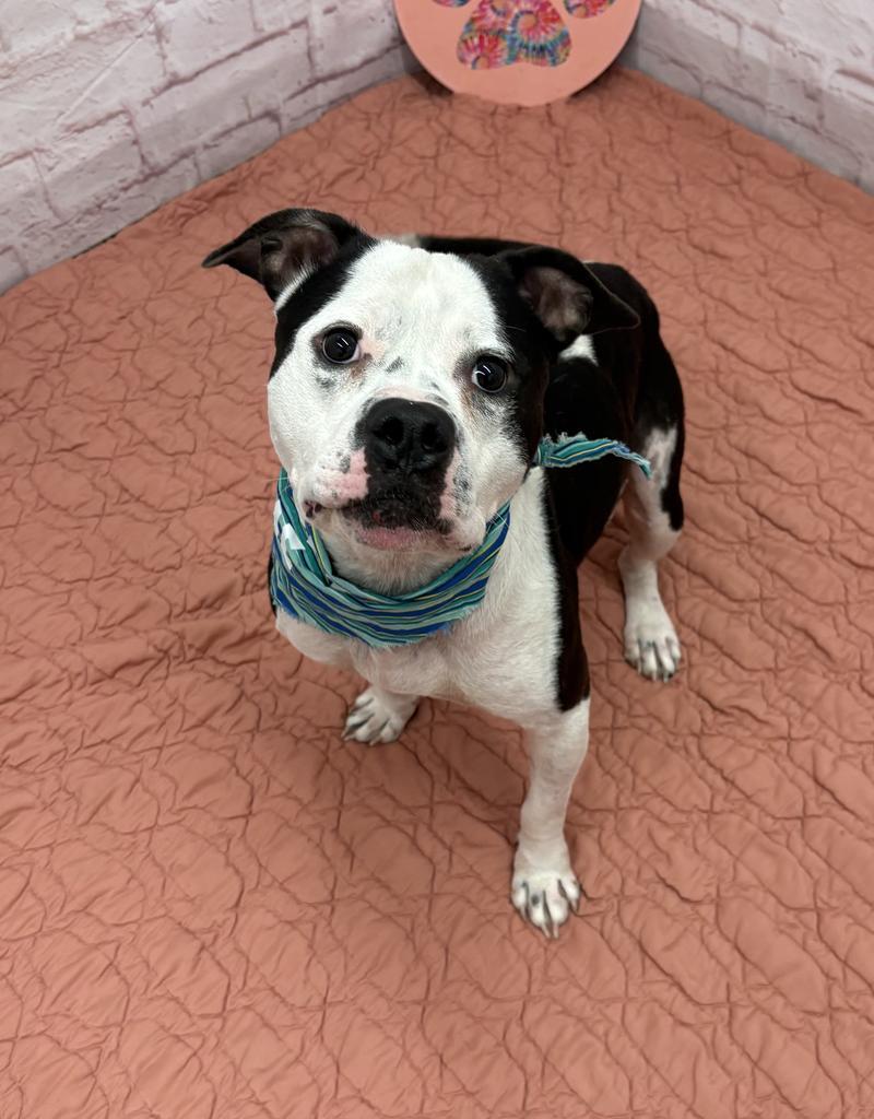 Enlarge Clang, a Adoptable mixed breed in Detroit, MI image 6/6