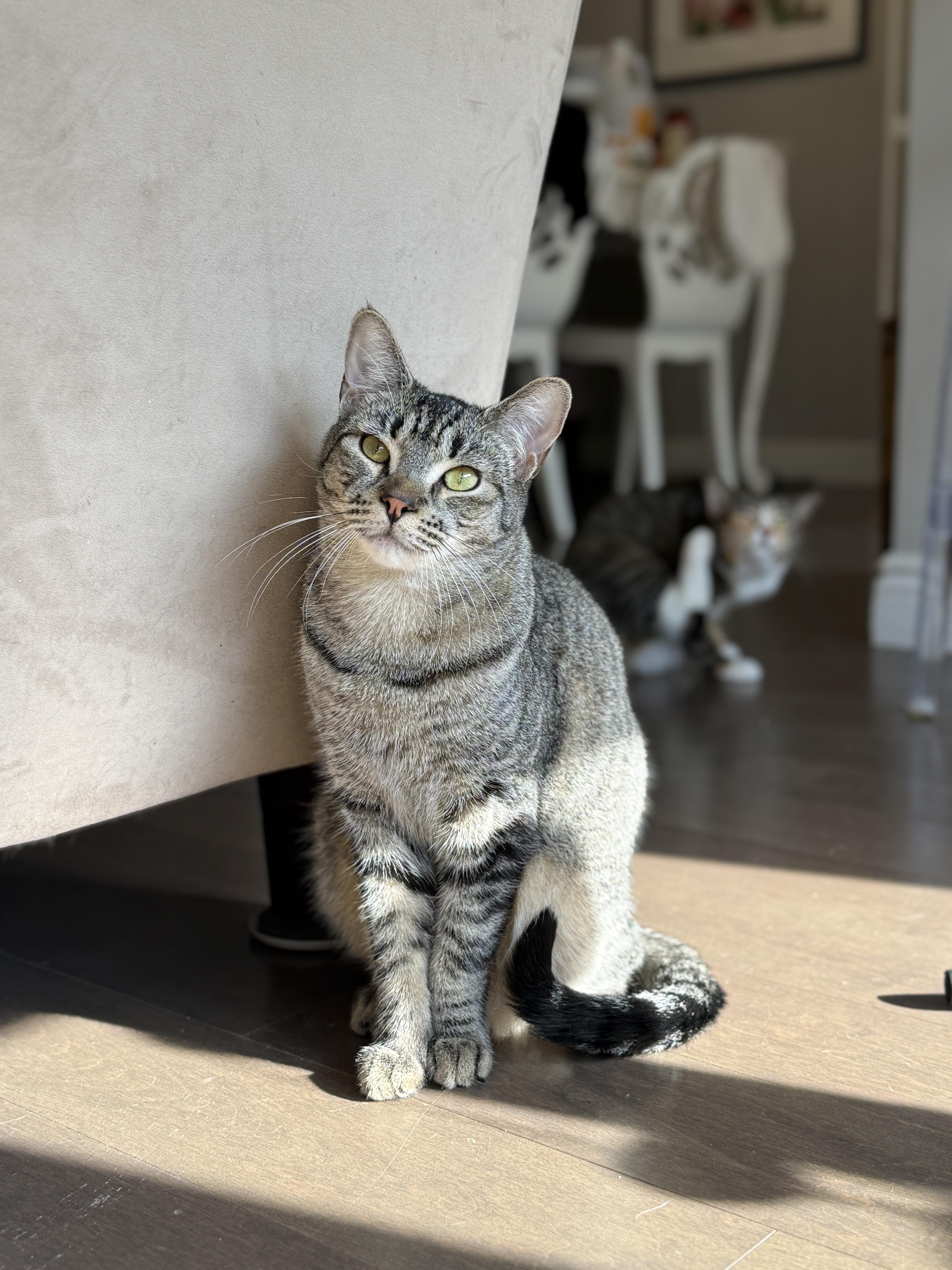 Balsam - foster needed, Adoptable, Young Male Domestic Short Hair & Tabby.