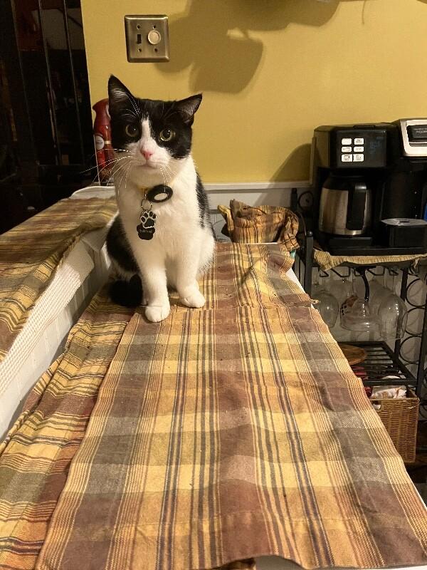 Engee — thumbnail 6