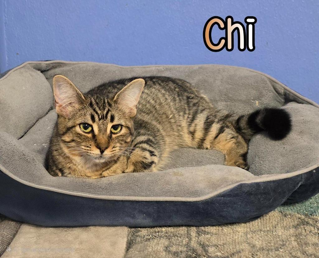 Chi, Adoptable, Young Female Domestic Short Hair.