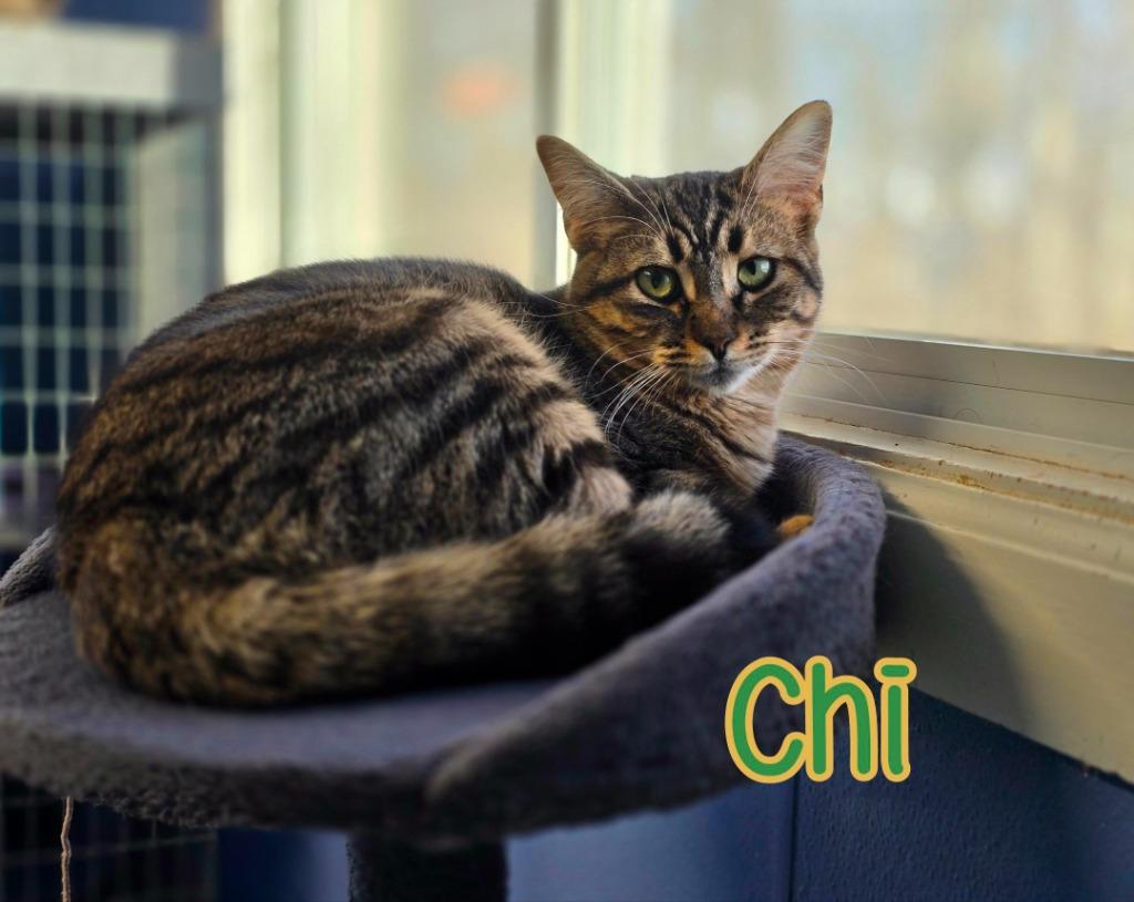 Enlarge Chi, a Adoptable mixed breed in Port Clinton, OH image 2/6