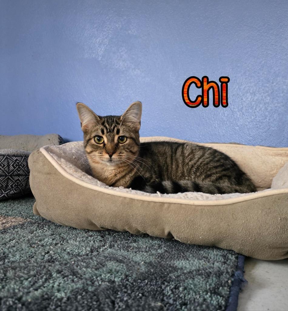 Enlarge Chi, a Adoptable mixed breed in Port Clinton, OH image 3/6