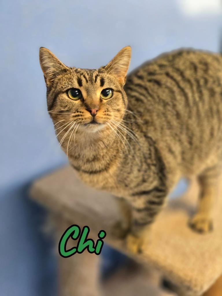 Enlarge Chi, a Adoptable mixed breed in Port Clinton, OH image 1/6