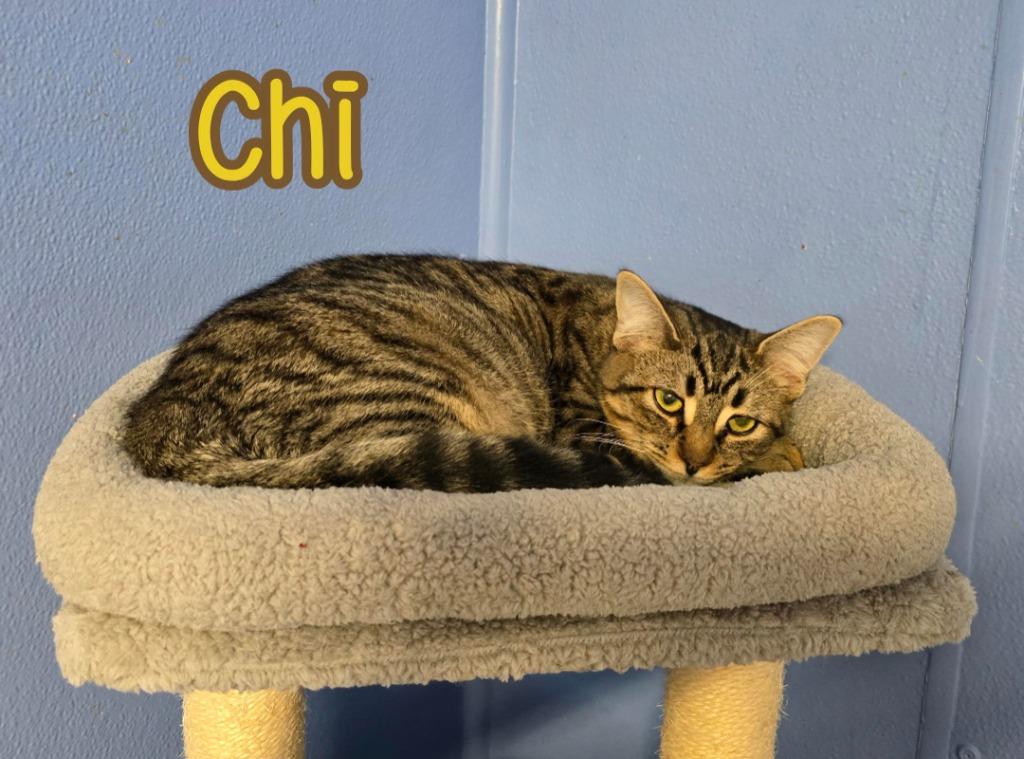 Enlarge Chi, a Adoptable mixed breed in Port Clinton, OH image 4/6