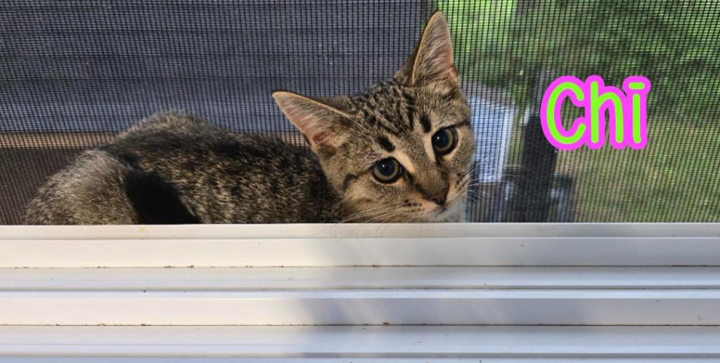 Enlarge Chi, a Adoptable mixed breed in Port Clinton, OH image 5/6