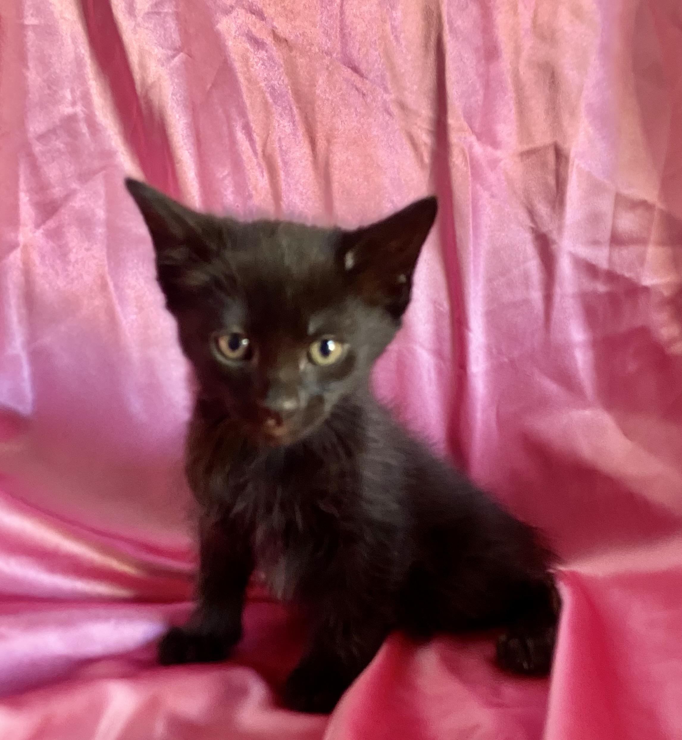 Enlarge ALICE, a Adoptable Domestic Short Hair in Rowland Heights, CA image 1/1