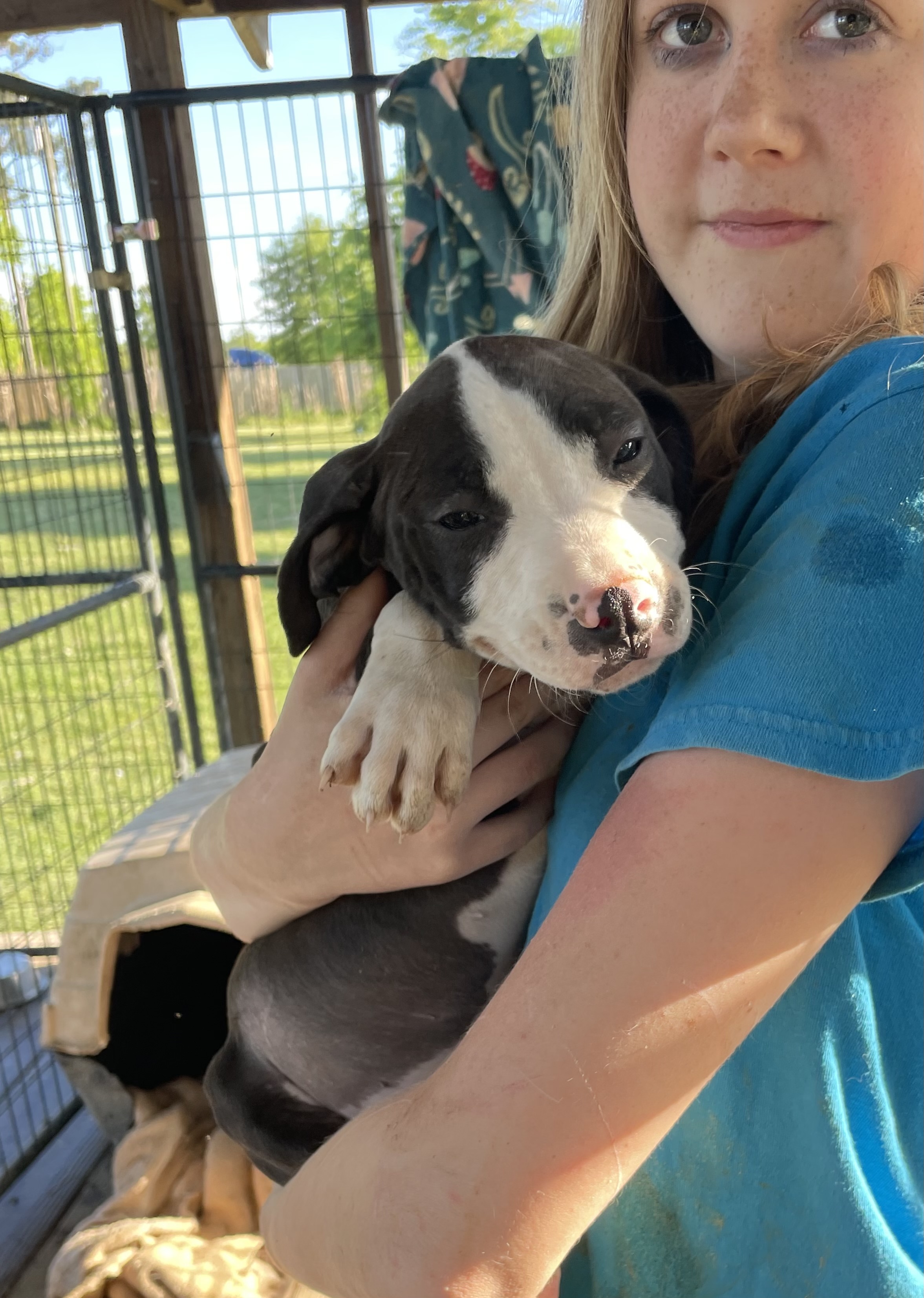 Aspen, Baby Male American Bully