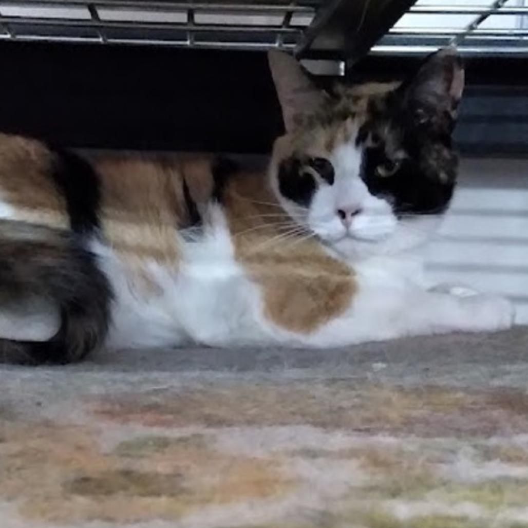 Crystal, ADOPTABLE, Adult Female Domestic Short Hair.