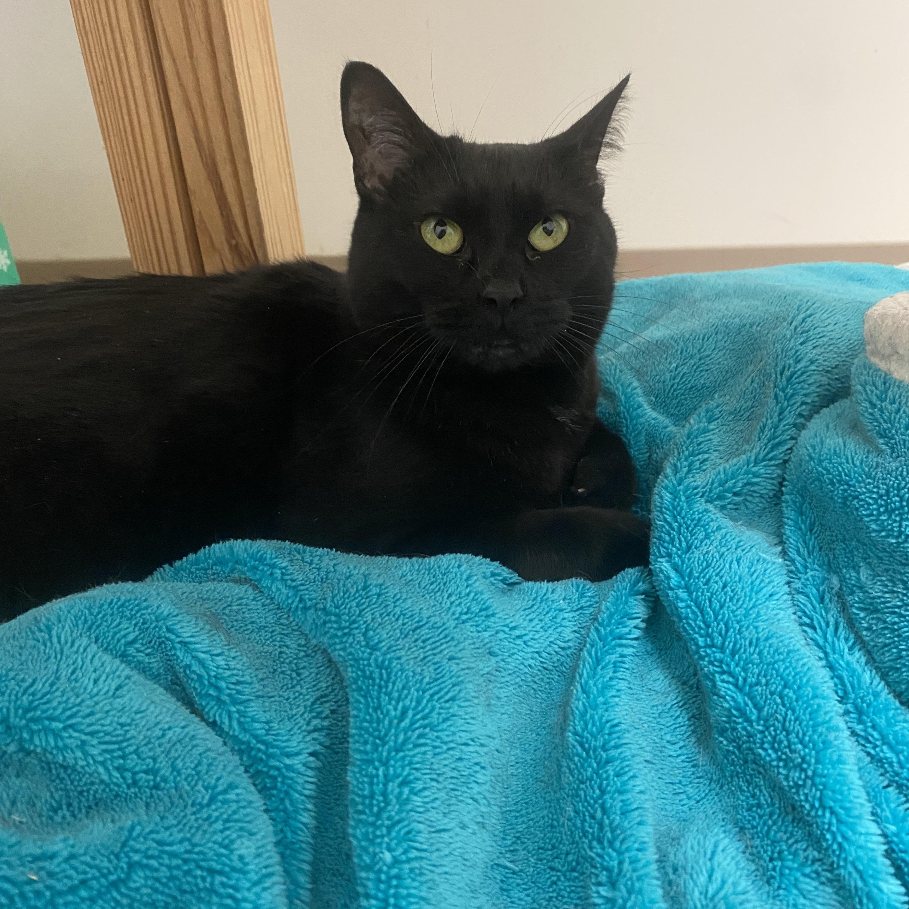 Enlarge Freedom, a ADOPTABLE Domestic Short Hair in Pickerington, OH image 3/6