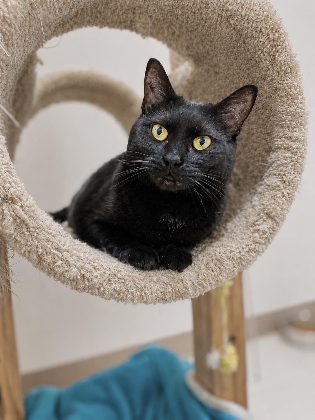 Freedom, a ADOPTABLE Domestic Short Hair in Pickerington, OH image 1/6