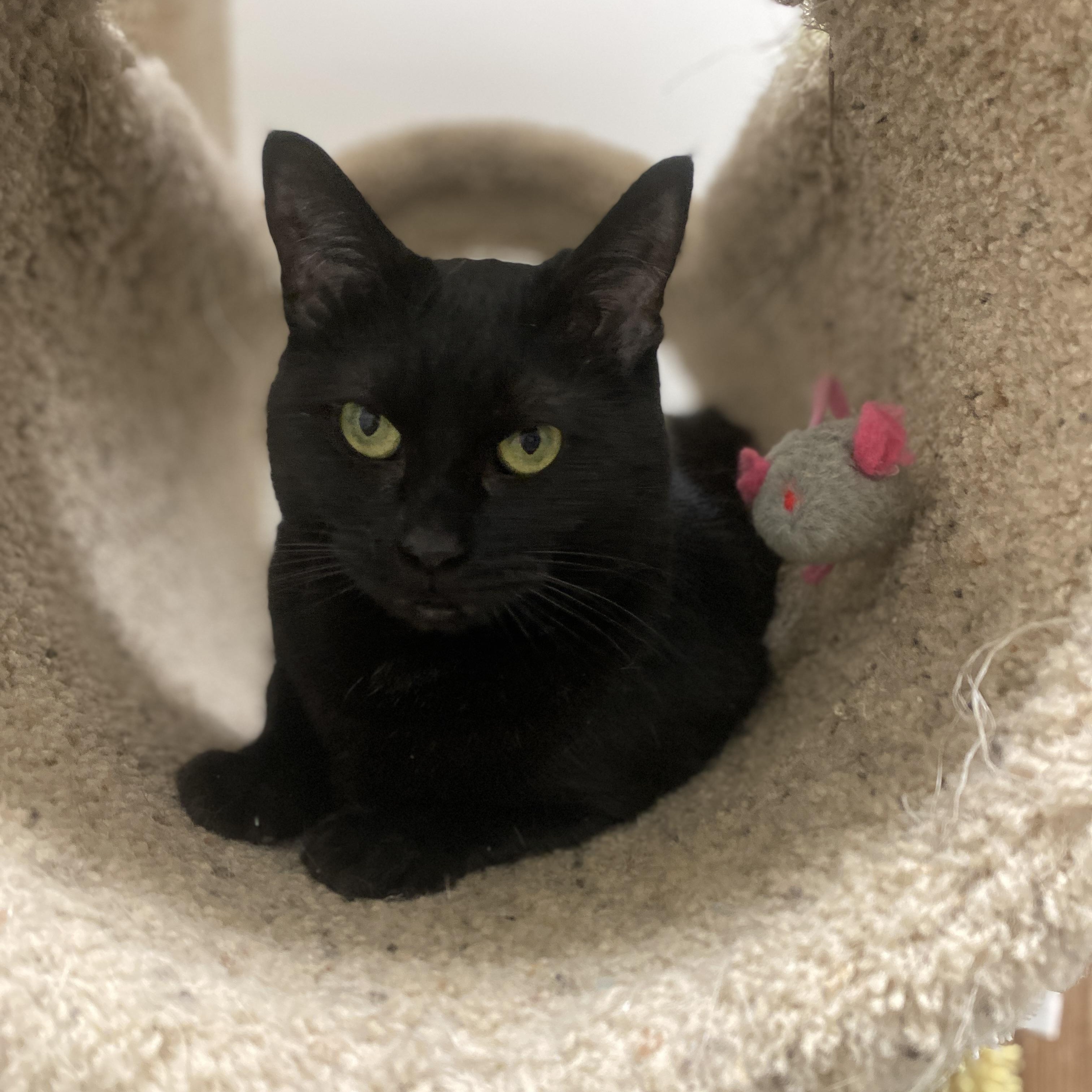 Freedom, ADOPTABLE, Adult Female Domestic Short Hair.